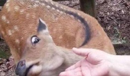 小鹿的陪玩爆料视频大全,揭秘游戏世界背后的精彩瞬间